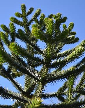 Fotografia 10 da espécie Araucaria araucana no Jardim Botânico UTAD