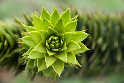 Fotografia da espécie Araucaria araucana