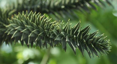 Fotografia da espécie Araucaria araucana