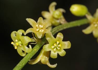 Fotografia da espécie Dioscorea communis