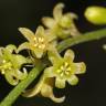 Fotografia 7 da espécie Dioscorea communis do Jardim Botânico UTAD