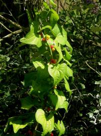 Fotografia da espécie Dioscorea communis