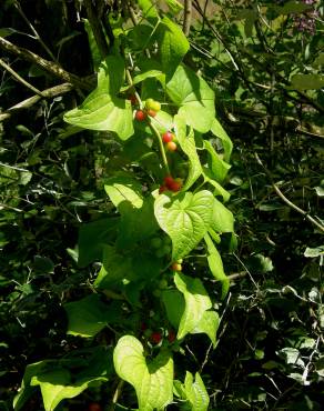 Fotografia 9 da espécie Dioscorea communis no Jardim Botânico UTAD