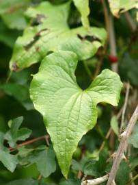 Fotografia da espécie Dioscorea communis