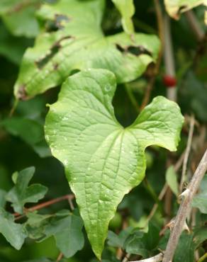 Fotografia 10 da espécie Dioscorea communis no Jardim Botânico UTAD