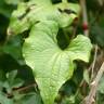 Fotografia 10 da espécie Dioscorea communis do Jardim Botânico UTAD