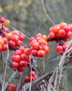 Fotografia 11 da espécie Dioscorea communis no Jardim Botânico UTAD