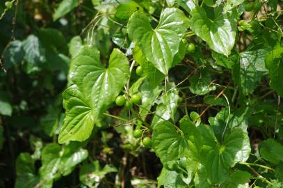 Fotografia da espécie Dioscorea communis