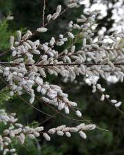 Fotografia da espécie Tamarix canariensis