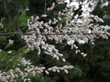 Fotografia da espécie Tamarix canariensis