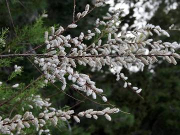 Fotografia da espécie Tamarix canariensis