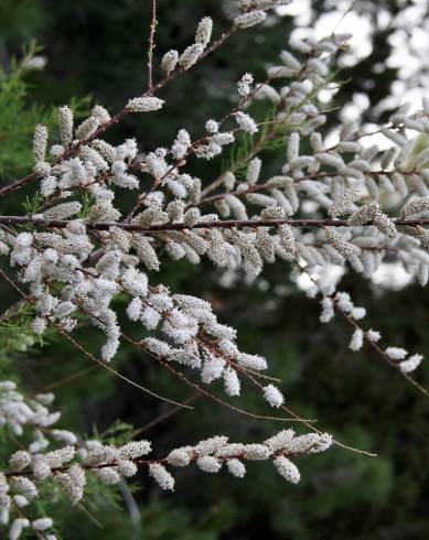 Fotografia de capa Tamarix canariensis - do Jardim Botânico