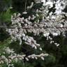 Fotografia 1 da espécie Tamarix canariensis do Jardim Botânico UTAD