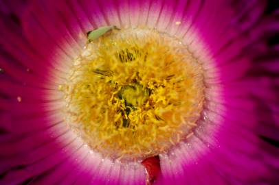 Fotografia da espécie Carpobrotus edulis