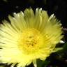 Fotografia 8 da espécie Carpobrotus edulis do Jardim Botânico UTAD