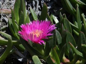 Fotografia da espécie Carpobrotus edulis