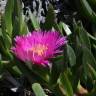 Fotografia 9 da espécie Carpobrotus edulis do Jardim Botânico UTAD