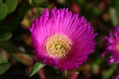 Fotografia da espécie Carpobrotus edulis