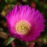 Fotografia 10 da espécie Carpobrotus edulis do Jardim Botânico UTAD