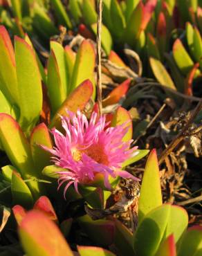 Fotografia 11 da espécie Carpobrotus edulis no Jardim Botânico UTAD