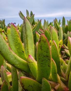 Fotografia 12 da espécie Carpobrotus edulis no Jardim Botânico UTAD