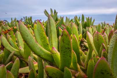 Fotografia da espécie Carpobrotus edulis