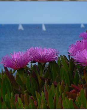 Fotografia 13 da espécie Carpobrotus edulis no Jardim Botânico UTAD