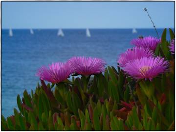 Fotografia da espécie Carpobrotus edulis