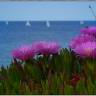 Fotografia 13 da espécie Carpobrotus edulis do Jardim Botânico UTAD