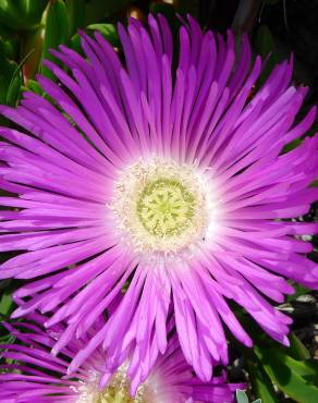 Fotografia 14 da espécie Carpobrotus edulis no Jardim Botânico UTAD