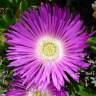 Fotografia 14 da espécie Carpobrotus edulis do Jardim Botânico UTAD