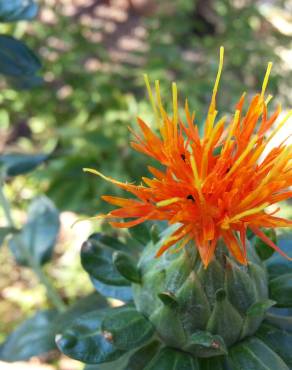 Fotografia 7 da espécie Carthamus tinctorius no Jardim Botânico UTAD