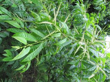 Fotografia da espécie Castanea crenata