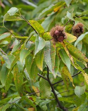 Fotografia 3 da espécie Castanea crenata no Jardim Botânico UTAD