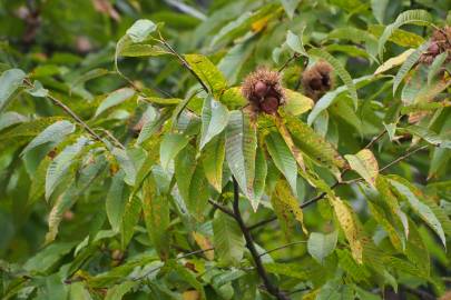Fotografia da espécie Castanea crenata