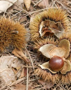 Fotografia 4 da espécie Castanea crenata no Jardim Botânico UTAD