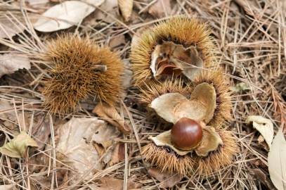 Fotografia da espécie Castanea crenata