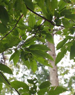 Fotografia 5 da espécie Castanea crenata no Jardim Botânico UTAD