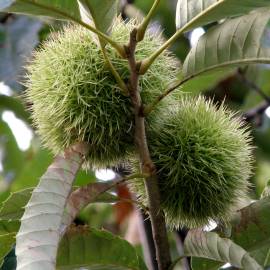 Fotografia da espécie Castanea crenata