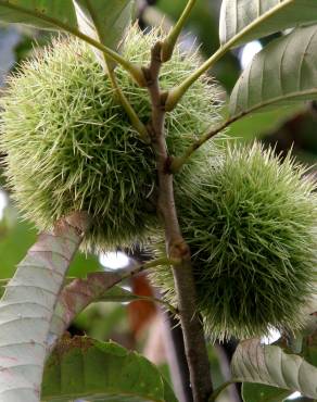 Fotografia 7 da espécie Castanea crenata no Jardim Botânico UTAD