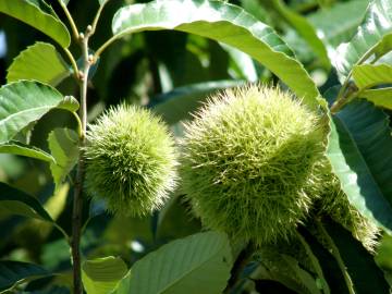 Fotografia da espécie Castanea crenata