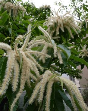 Fotografia 10 da espécie Castanea crenata no Jardim Botânico UTAD