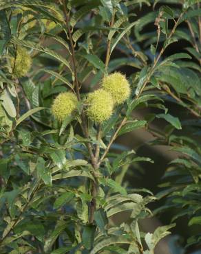 Fotografia 11 da espécie Castanea crenata no Jardim Botânico UTAD