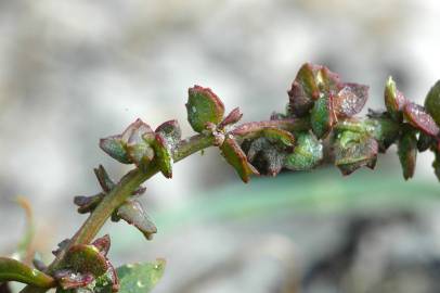 Fotografia da espécie Atriplex prostrata