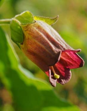 Fotografia 1 da espécie Atropa belladonna no Jardim Botânico UTAD