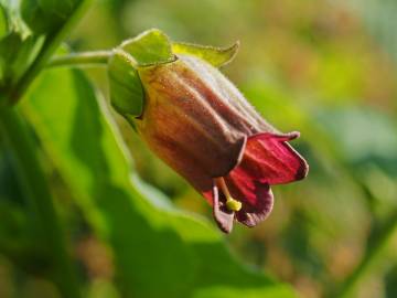 Fotografia da espécie Atropa belladonna