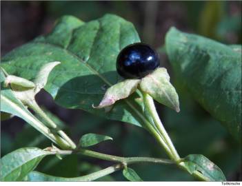 Fotografia da espécie Atropa belladonna