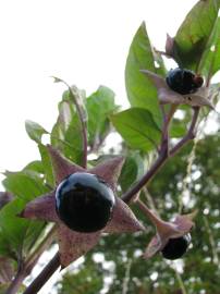 Fotografia da espécie Atropa belladonna