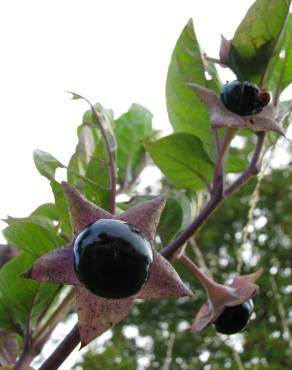 Fotografia 3 da espécie Atropa belladonna no Jardim Botânico UTAD