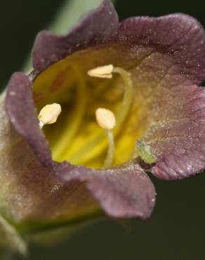 Fotografia 4 da espécie Atropa belladonna no Jardim Botânico UTAD